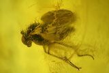 Detailed Fossil Beetle, Fly, and Mite in Baltic Amber #207525-1